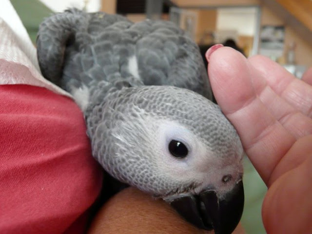 Hand-raised Congo African Grey baby joining a family soon at C.A.Gs